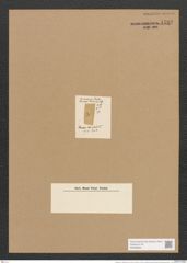 Stauroneis ? delicatula Lend.-Fortm. (de-Toni-Nr.: Genus 6, Species 925) Zeichnungen Sammlung Grunow Nr. 1782 (NHMW-BOT-W0368682)